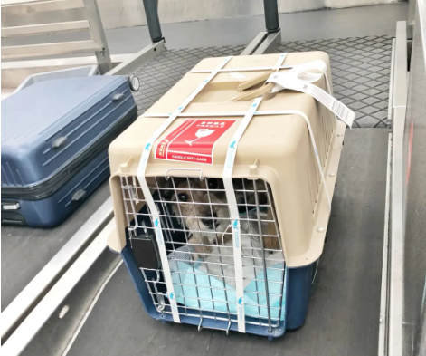 静安宠物托运 宠物托运公司 机场宠物托运 宠物空运